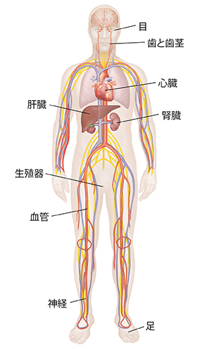 脳と神経系、心臓血管系、肺、腎臓を示す男性の正面図。